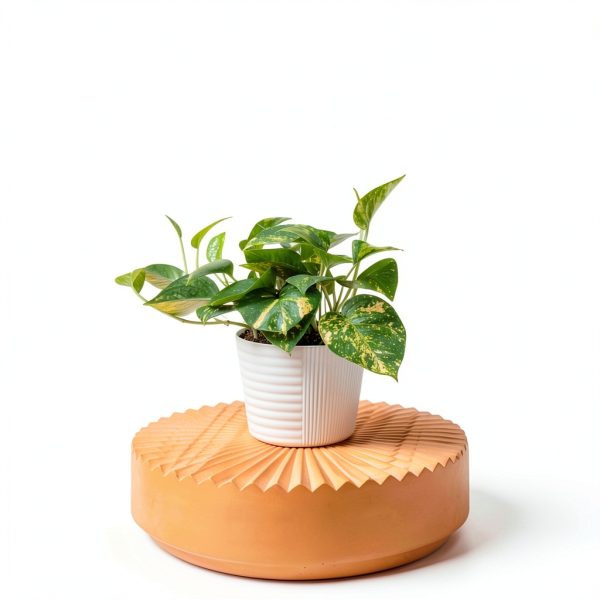 Costa Farms Golden Pothos Live Plant, Devil's Ivy in Decorative Pot, Easy to Maintain Vining Indoor Houseplant, Shelf, Room, or Office Decor, House Warming Gift, 12-14 Inches Tall-1