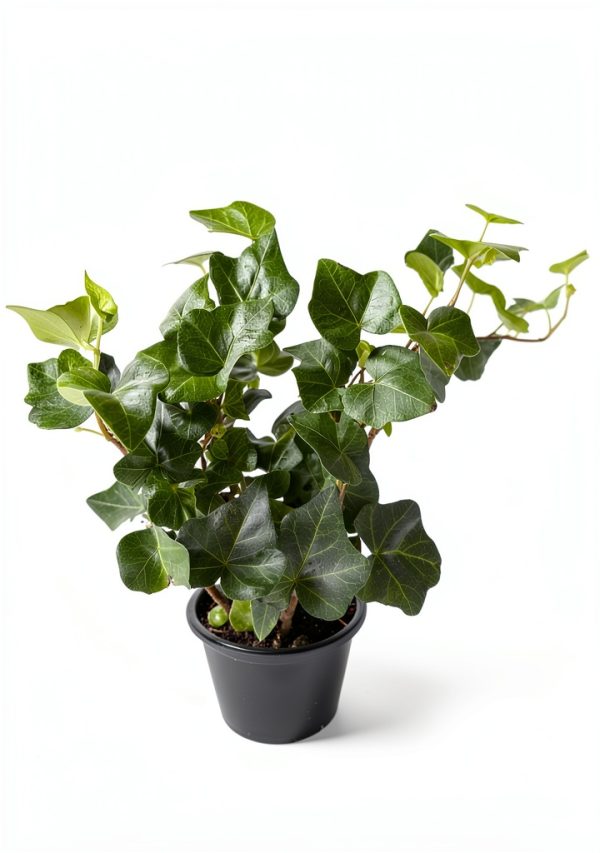Plantvers Green Ivy 4" Nursery Pot - Low-Maintenance Vining Houseplant-4