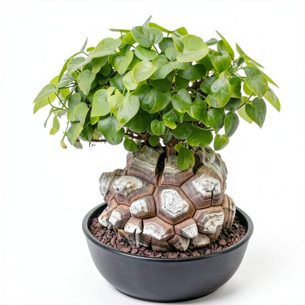 Starter Elephant's Foot Caudex Exotic Plant Live, Rare Houseplants in 3" Pot, Perennial Vine Live Plants Indoor Outdoor Ornamental and Planting-7