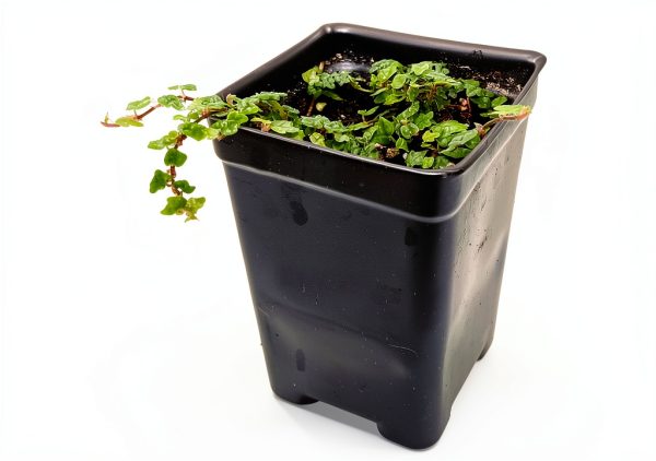 Mini Oakleaf Creeping Fig Ficus quercifolia for Terrariums & Fairy-1