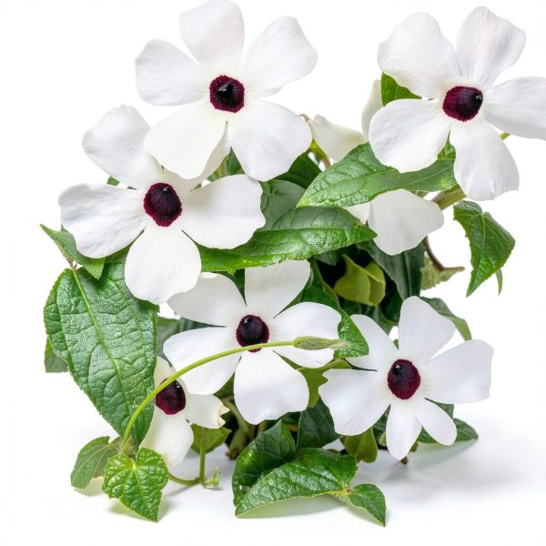 White Black-Eyed Susan Vine Park Seed 5‑8 Ft Twining Annual 25‑Pack-1