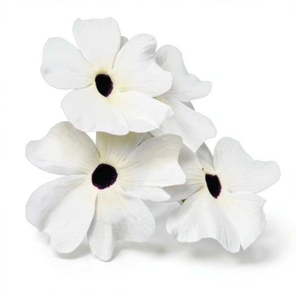 White Black-Eyed Susan Vine Park Seed 5‑8 Ft Twining Annual 25‑Pack-3