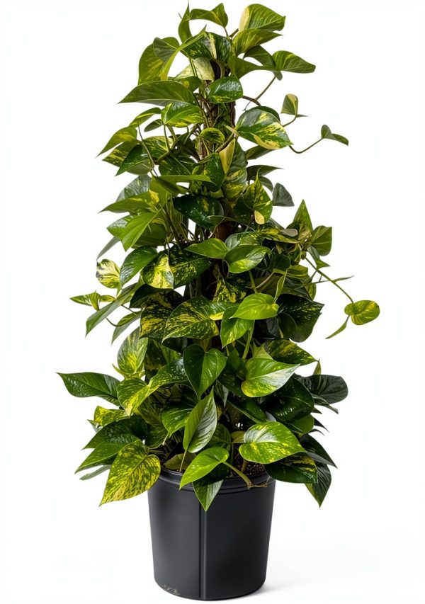 Golden Pothos Totem Live Plant – Andersen Farms 10in Grower Pot-1