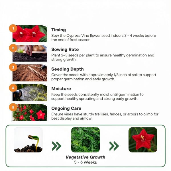 Outsidepride Red Cypress Vine Seeds - 100 Pcs Annual Flower Seeds for-4