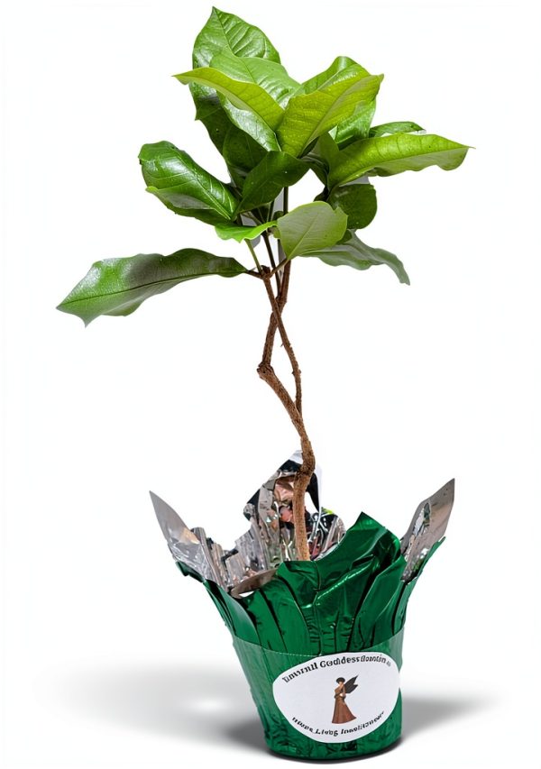 Purple Queens Wreath Sandpaper Bluebird Vine -Petrea volubilis - Live Plant - Lavender Flower - Emerald Goddess Gardens - Starter Sz 4 Inch Pot-5