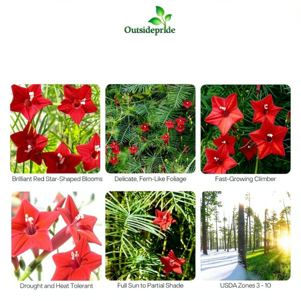 Outsidepride Red Cypress Vine Seeds - 100 Pcs Annual Flower Seeds for-1