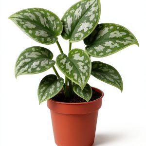 Silver Heart Pothos 2-Inch Plant by CZ Grain - Purifying, Easy Care-0