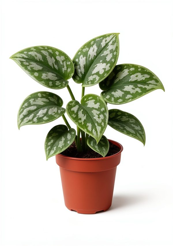 Silver Heart Pothos 2-Inch Plant by CZ Grain - Purifying, Easy Care-0