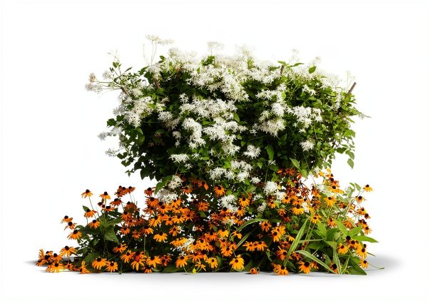 1220-Confederate Jasmine Vine (Trachelospermum) Seeds by Robsrareandgiantseeds UPC0764425789031 Non-GMO,Organic,USA Grower,Historic Plants,Showy,Exotic,Fragrant,Perfume,Trellis,1220 Package of 7 Seeds-1