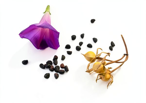 Grandpa OTT Purple Morning Blooming Vine Seeds - Approximately 165 Seeds-1