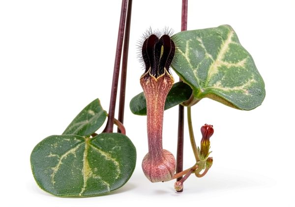 String of Hearts - Hearts Entangled -Ceropegia woodii-2.5" Pot-Collector' Series-3