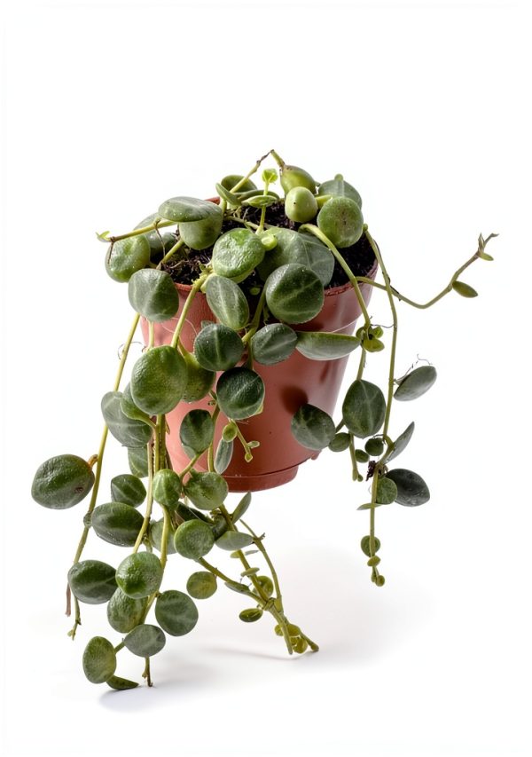 Live String of Turtles Plant by Holt - 2 Inch Compact Trailing Plant-1