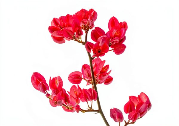 Pink Coral Vine - Antigonon Leptopus - Pack of 2 Live Plants - Mexican Creeper - Rose de Montana - 4-6 Inches Tall - Climbing Pink Blooms - Fast Growing-3