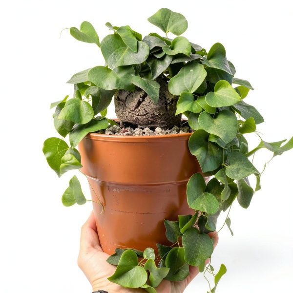 Starter Elephant's Foot Caudex Exotic Plant Live, Rare Houseplants in 3" Pot, Perennial Vine Live Plants Indoor Outdoor Ornamental and Planting-5