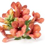 20+ Hummingbird Trumpet Vine Plant Seeds-0