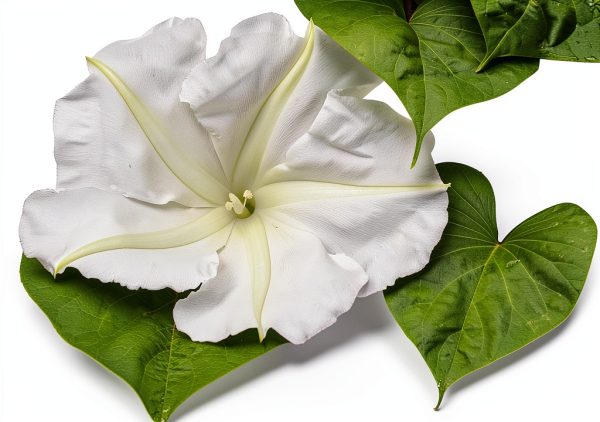 White Moonflower Vine Seeds - Climbing Vine Up to 15 Feet - Fragrant-1