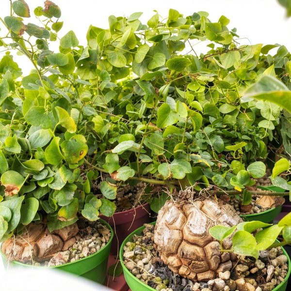 Starter Elephant's Foot Caudex Exotic Plant Live, Rare Houseplants in 3" Pot, Perennial Vine Live Plants Indoor Outdoor Ornamental and Planting-4