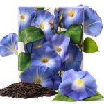 Seed Needs Heavenly Blue Morning Glory Seeds for Planting | 1,000+ Heirloom Seeds Ipomoea Tricolor Untreated Annual Flowering Seed | Vine Plant Produces Masses of 6" Wide Blue Blooms | Bulk-0