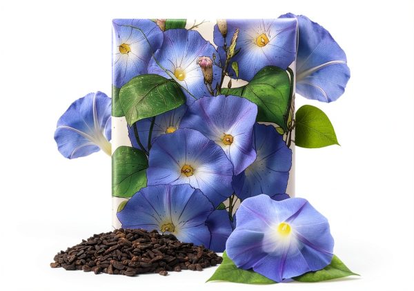 Seed Needs Heavenly Blue Morning Glory Seeds for Planting | 1,000+ Heirloom Seeds Ipomoea Tricolor Untreated Annual Flowering Seed | Vine Plant Produces Masses of 6" Wide Blue Blooms | Bulk-0