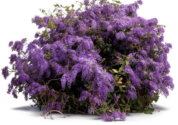Purple Queens Wreath Sandpaper Bluebird Vine -Petrea volubilis - Live Plant - Lavender Flower - Emerald Goddess Gardens - Starter Sz 4 Inch Pot-2