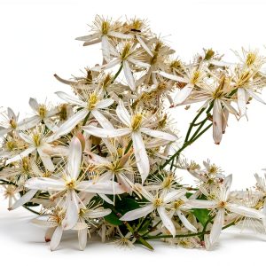 1220-Confederate Jasmine Vine (Trachelospermum) Seeds by Robsrareandgiantseeds UPC0764425789031 Non-GMO,Organic,USA Grower,Historic Plants,Showy,Exotic,Fragrant,Perfume,Trellis,1220 Package of 7 Seeds-0