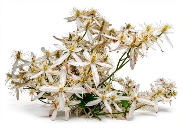 1220-Confederate Jasmine Vine (Trachelospermum) Seeds by Robsrareandgiantseeds UPC0764425789031 Non-GMO,Organic,USA Grower,Historic Plants,Showy,Exotic,Fragrant,Perfume,Trellis,1220 Package of 7 Seeds-0