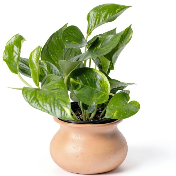 Altman Plants Golden Pothos Plant Live House Plant Live Plants, Trailing Plants Live Houseplants, Golden Pothos Live Plant Houseplant, Live Pothos Devils Ivy Live Plant Vine Money Plant Indoor Plants-3