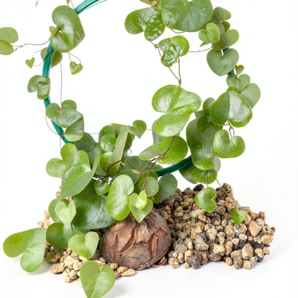 Starter Elephant's Foot Caudex Exotic Plant Live, Rare Houseplants in 3" Pot, Perennial Vine Live Plants Indoor Outdoor Ornamental and Planting-6