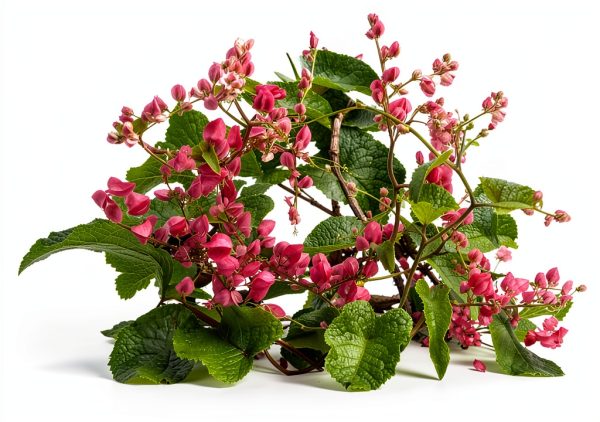 Pink Coral Vine - Antigonon Leptopus - Pack of 2 Live Plants - Mexican Creeper - Rose de Montana - 4-6 Inches Tall - Climbing Pink Blooms - Fast Growing-1