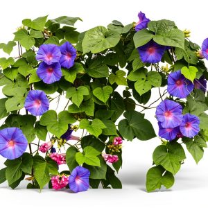 Grandpa OTT Purple Morning Blooming Vine Seeds - Approximately 165 Seeds-0
