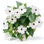 White Black-Eyed Susan Vine Park Seed 5‑8 Ft Twining Annual 25‑Pack-0
