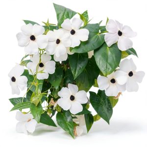 White Black-Eyed Susan Vine Park Seed 5‑8 Ft Twining Annual 25‑Pack-0