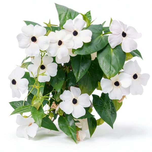 White Black-Eyed Susan Vine Park Seed 5‑8 Ft Twining Annual 25‑Pack-0
