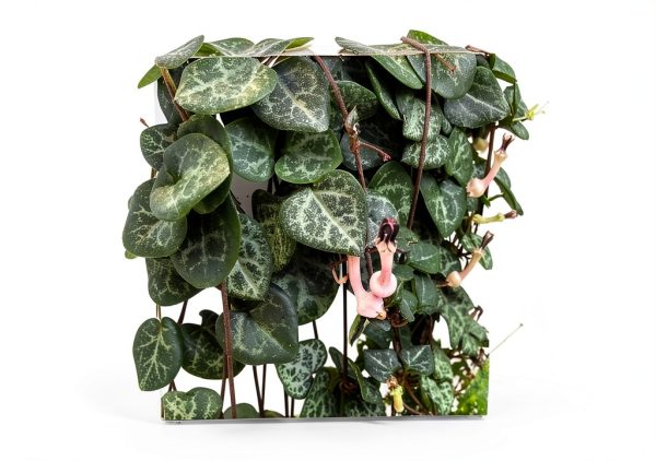 String of Hearts - Hearts Entangled -Ceropegia woodii-2.5" Pot-Collector' Series-1