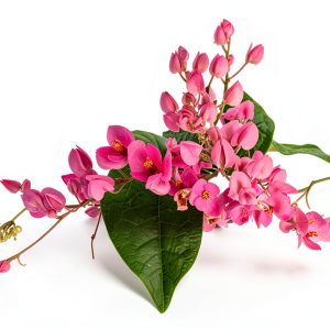 Pink Coral Vine - Antigonon Leptopus - Pack of 2 Live Plants - Mexican Creeper - Rose de Montana - 4-6 Inches Tall - Climbing Pink Blooms - Fast Growing-0