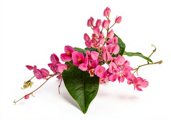Pink Coral Vine - Antigonon Leptopus - Pack of 2 Live Plants - Mexican Creeper - Rose de Montana - 4-6 Inches Tall - Climbing Pink Blooms - Fast Growing-0