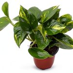 9GreenBox - Golden Devil's Ivy - Pothos - Epipremnum - 4" Pot - Very Easy to Grow Live Plant Ornament Decor for Home, Kitchen, Office, Table, Desk - Attracts Zen, Luck, Good Fortune - Non-GMO, Grown-0
