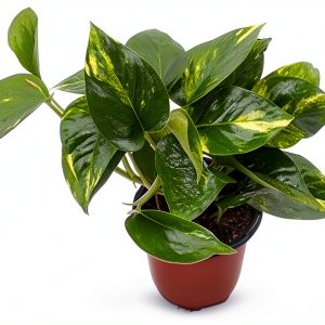 9GreenBox - Golden Devil's Ivy - Pothos - Epipremnum - 4" Pot - Very Easy to Grow Live Plant Ornament Decor for Home, Kitchen, Office, Table, Desk - Attracts Zen, Luck, Good Fortune - Non-GMO, Grown-0