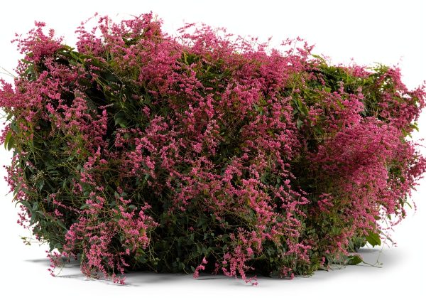 Pink Coral Vine - Antigonon Leptopus - Pack of 2 Live Plants - Mexican Creeper - Rose de Montana - 4-6 Inches Tall - Climbing Pink Blooms - Fast Growing-2