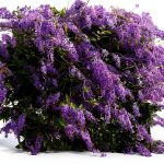 Purple Queens Wreath Sandpaper Bluebird Vine -Petrea volubilis - Live Plant - Lavender Flower - Emerald Goddess Gardens - Starter Sz 4 Inch Pot-0