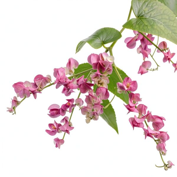 Pink Coral Vine - Antigonon Leptopus - Pack of 2 Live Plants - Mexican Creeper - Rose de Montana - 4-6 Inches Tall - Climbing Pink Blooms - Fast Growing-5