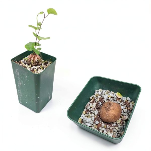 Starter Elephant's Foot Caudex Exotic Plant Live, Rare Houseplants in 3" Pot, Perennial Vine Live Plants Indoor Outdoor Ornamental and Planting-1