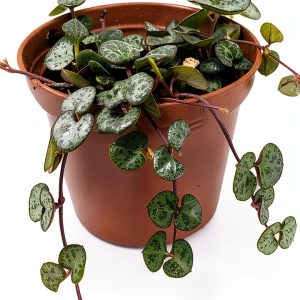 String of Hearts - Hearts Entangled -Ceropegia woodii-2.5" Pot-Collector' Series-0