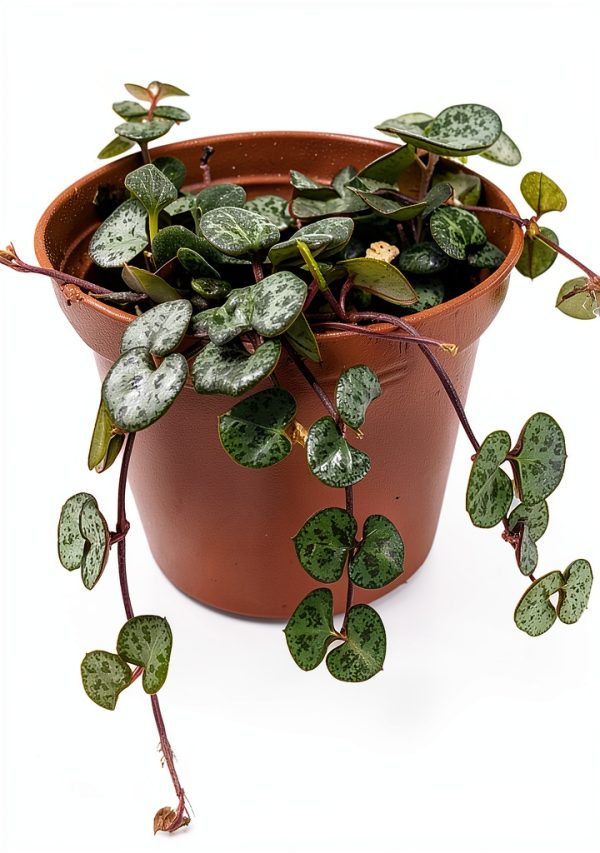 String of Hearts - Hearts Entangled -Ceropegia woodii-2.5" Pot-Collector' Series-0