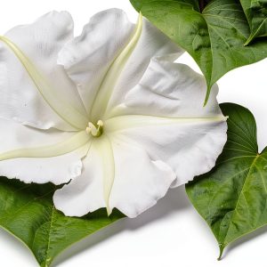 White Moonflower Vine Seeds - Climbing Vine Up to 15' - Fragrant, Blooms in The Evening-0
