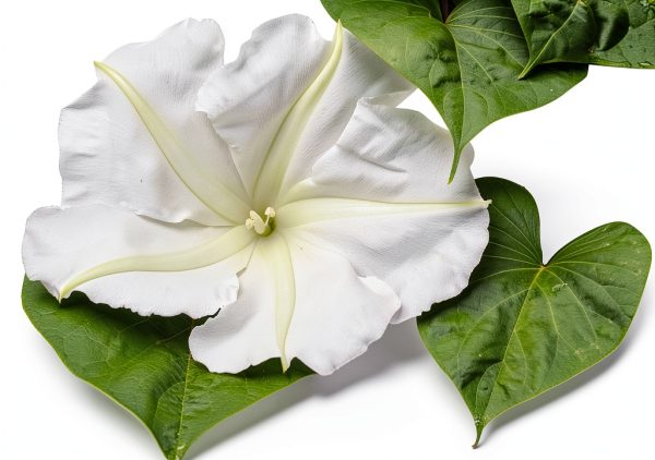 White Moonflower Vine Seeds - Climbing Vine Up to 15' - Fragrant, Blooms in The Evening-0