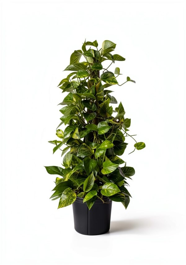Golden Pothos Totem Live Plant – Andersen Farms 10in Grower Pot-3