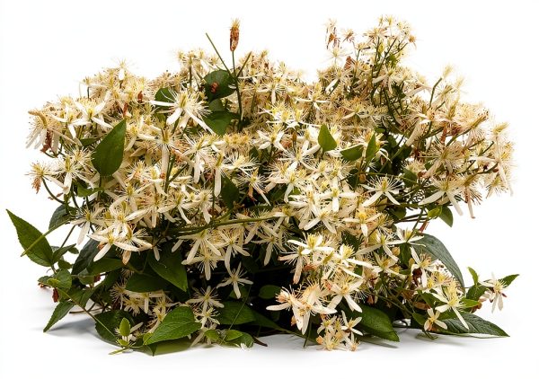 1220-Confederate Jasmine Vine (Trachelospermum) Seeds by Robsrareandgiantseeds UPC0764425789031 Non-GMO,Organic,USA Grower,Historic Plants,Showy,Exotic,Fragrant,Perfume,Trellis,1220 Package of 7 Seeds-2