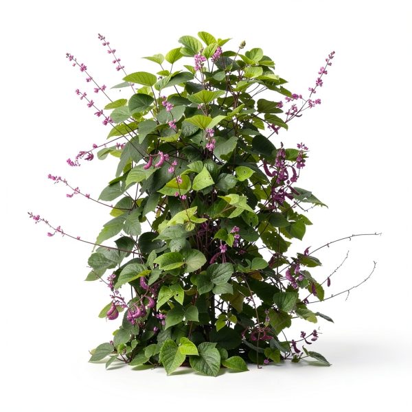 Outsidepride Red Lablab Hyacinth Bean Vine Seeds - 100 Pcs Perennial, Fast Growing Vegetable Seeds for Planting with Fragrant Foliage for Garden & Edible Flower and Pods for Culinary Uses-3