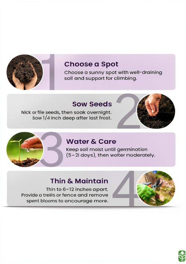 Morning Glory Seeds for Planting - 250 Fresh Seeds - Heavenly Blue Climbing Vine Flower Seed - Attracts Butterflies & Hummingbirds - Fast Growing Ivy - Grown in The USA-5